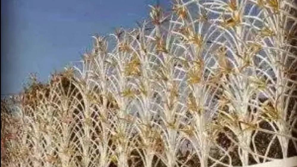 تولید فروش و نصب انواع حفاظ شاخ گوزنی ممتاز اکبری در تهران تولید فروش و نصب انواع حفاظ شاخ گوزنی ممتاز اکبری در تهران